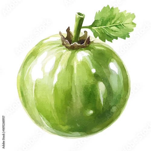 Gooseberry, watercolor vector, isolated on a white background.