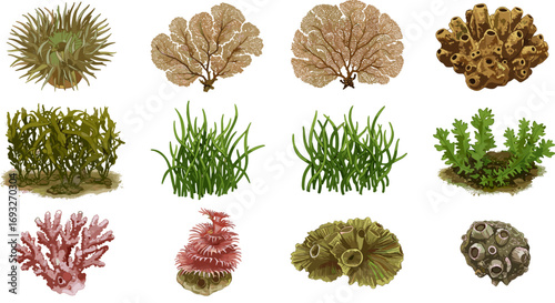 Collection of Diverse Marine Seaweed and Coral Forms Isolated on Transparent Background for Aquatic Nature Design