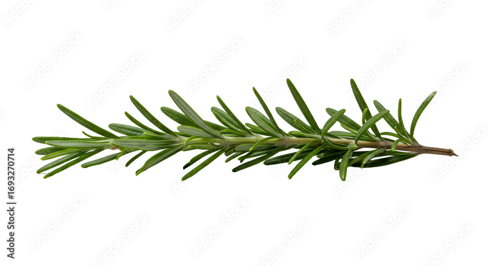 Fototapeta premium Fresh Rosemary Sprig with Vibrant Green Leaves on Dark Background