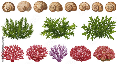 Collection of Marine Life Coral Shells Seaweed and Aquatic Plants Isolated on Transparent Background
