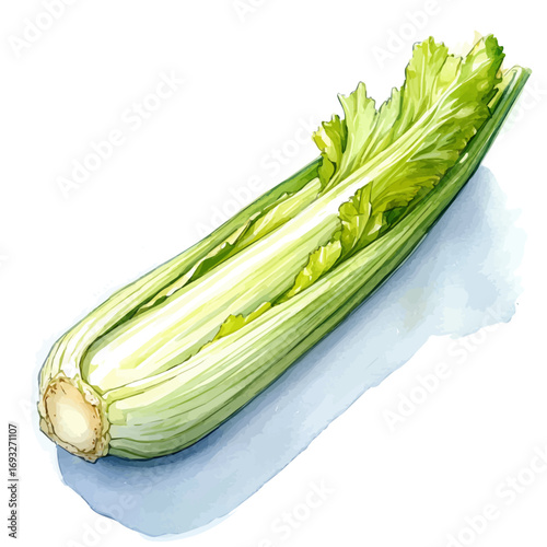 Endive, watercolor vector, isolated on a white background.