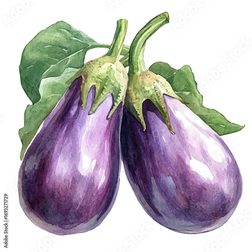 Eggplant, watercolor vector, isolated on a white background.