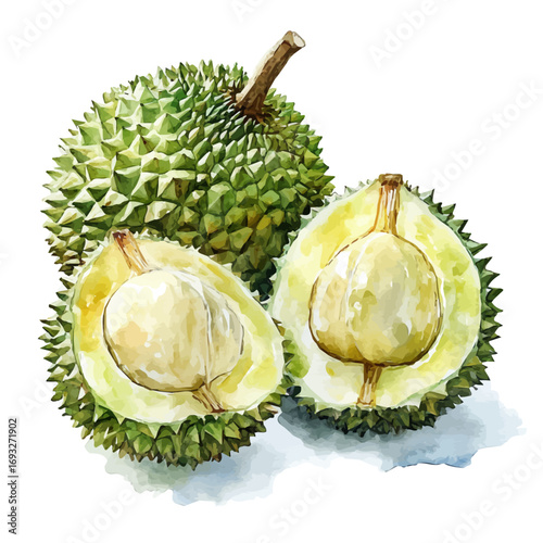 watercolor vector of Durian, isolated on a white background.