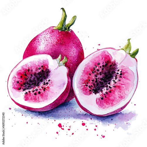 watercolor vector of Dragon Fruit, isolated on a white background.