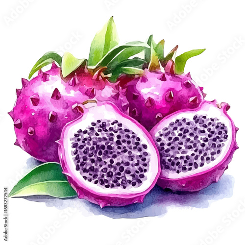 watercolor vector of Dragon Fruit, isolated on a white background.
