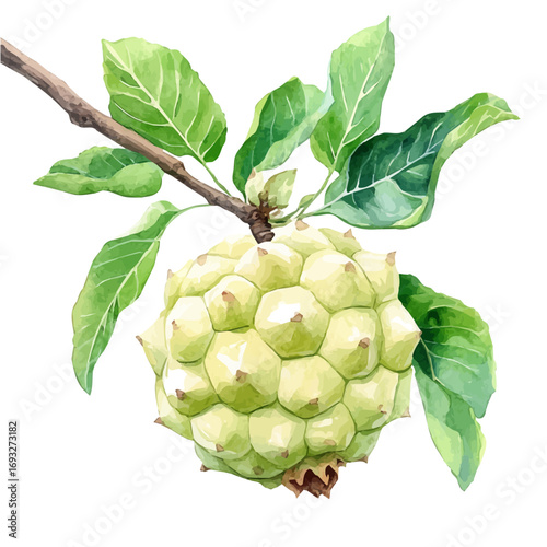 watercolor vector of Custard Apple, isolated on a white background.