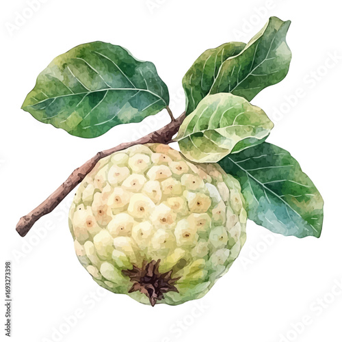 watercolor of Custard Apple, vector, isolated on a white background.