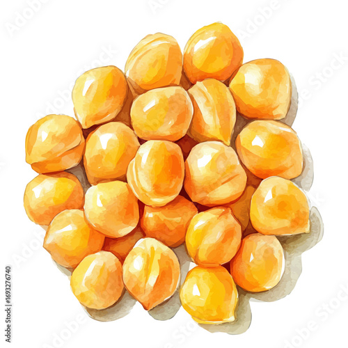 Chickpeas, watercolor illustration vector, isolated on a white background.