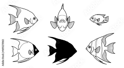 Various Angelfish Views A Detailed Black and White Illustration for Educational or Design Purposes