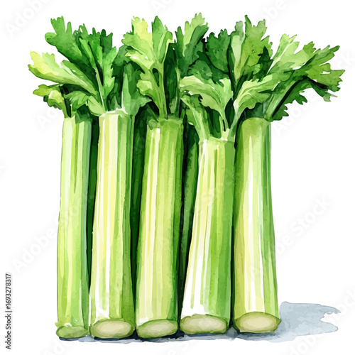 watercolor vector of Celery, isolated on a white background.
