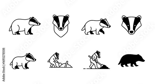 Collection of badger illustrations, showcasing different poses and activities of the animal in vector art