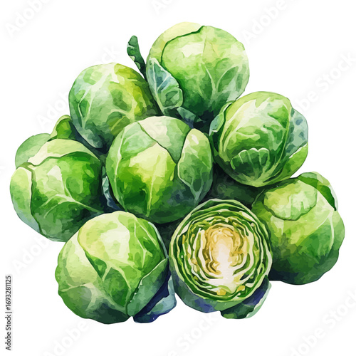 Brussels Sprouts, watercolor illustration vector, isolated on a white background.