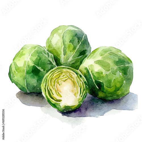 Brussels Sprouts, watercolor illustration vector, isolated on a white background.