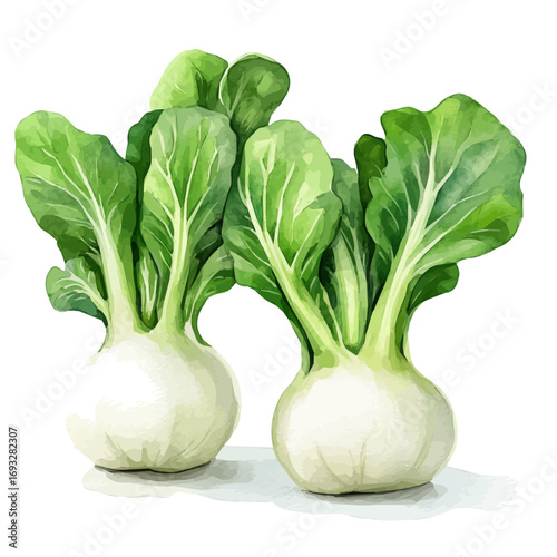 Bok Choy, watercolor painting vector, isolated on a white background.