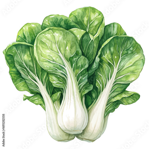 Bok Choy, watercolor drawing vector, isolated on a white background.