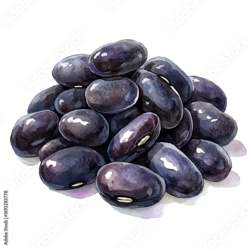 Black Beans, watercolor vector, isolated on a white background.
