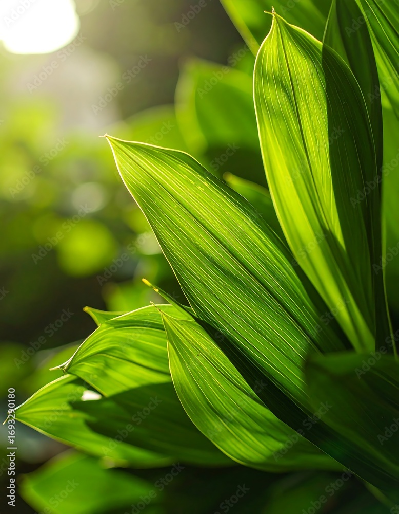 Obraz premium Tropical Leaves Close Up