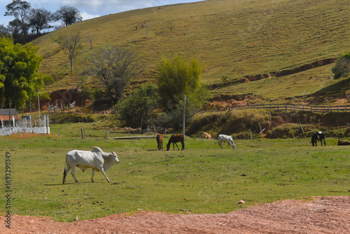 Cow on a Pasture in Minas Gerais, Brazil – Rural Livestock and Dairy Farming Scene