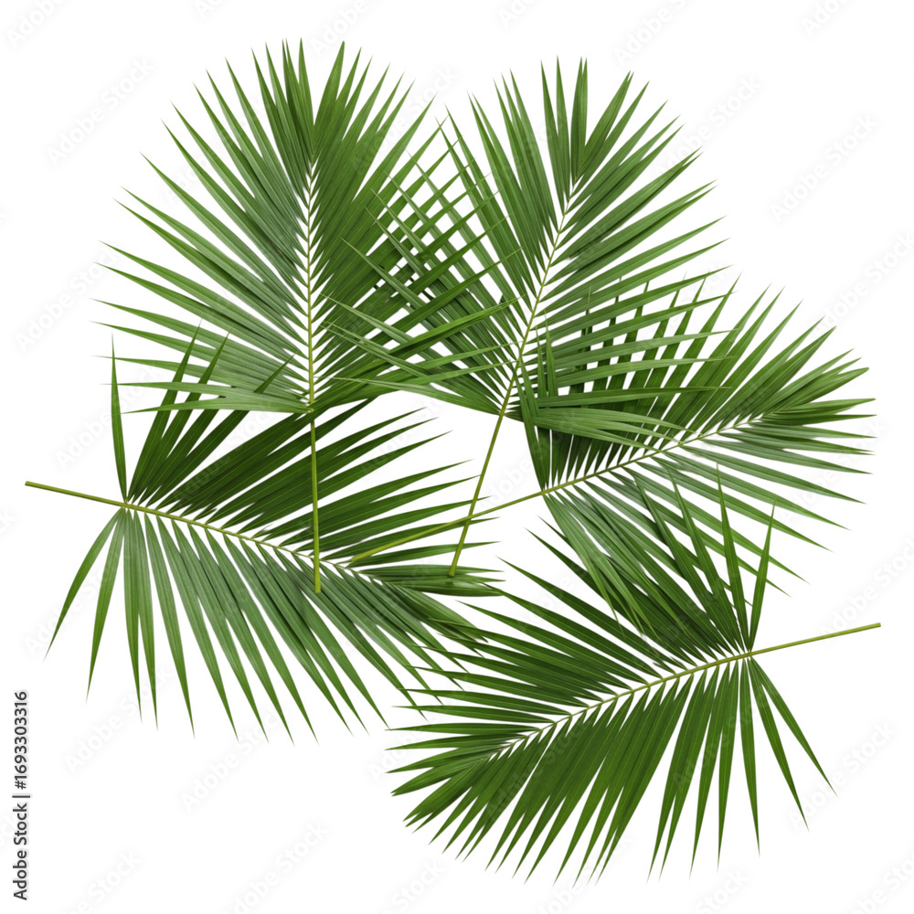 Fototapeta premium Vibrant green palm fronds artfully arranged in a circular pattern evoking tropical paradise and exotic vacation vibes for your summer designs
