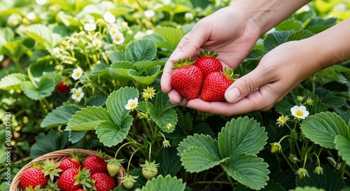 Hands holding fresh strawberries picked from a lush strawberry patch.