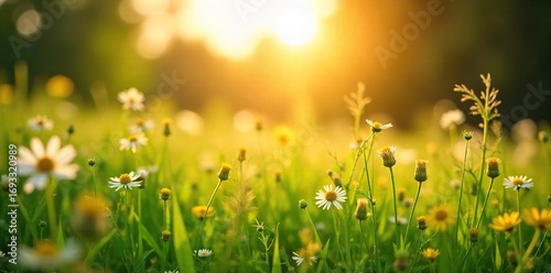 Golden Hour Wildflowers Vibrant Green Field Swaying Gently in Summer Breeze, Idyllic Nature Background