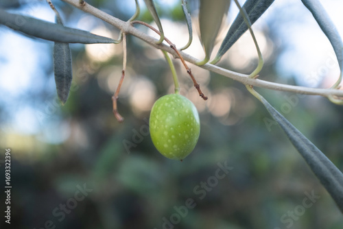 A single ripening green olive grows on a branch of an olive tree for publication, design, poster, calendar, post, screensaver, wallpaper, cover, website. High quality photo