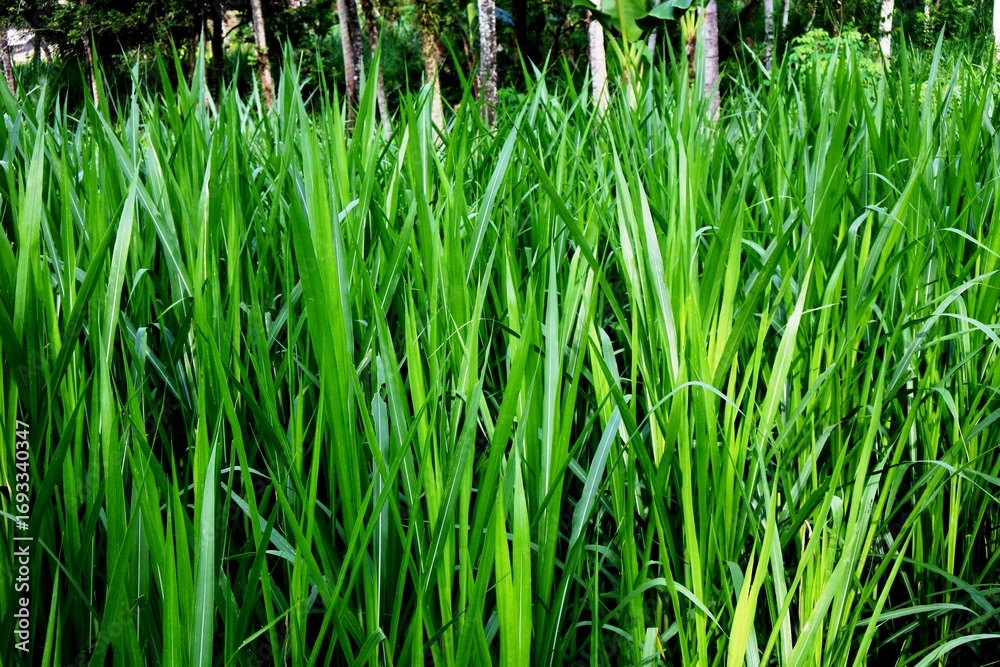 Fototapeta premium The kolonjono grass, buffalo grass, para grass, brachiaria mutica or urochloa mutica with green leaves that grow well in wet soil and are used as animal feed because of their soft and crunchy texture