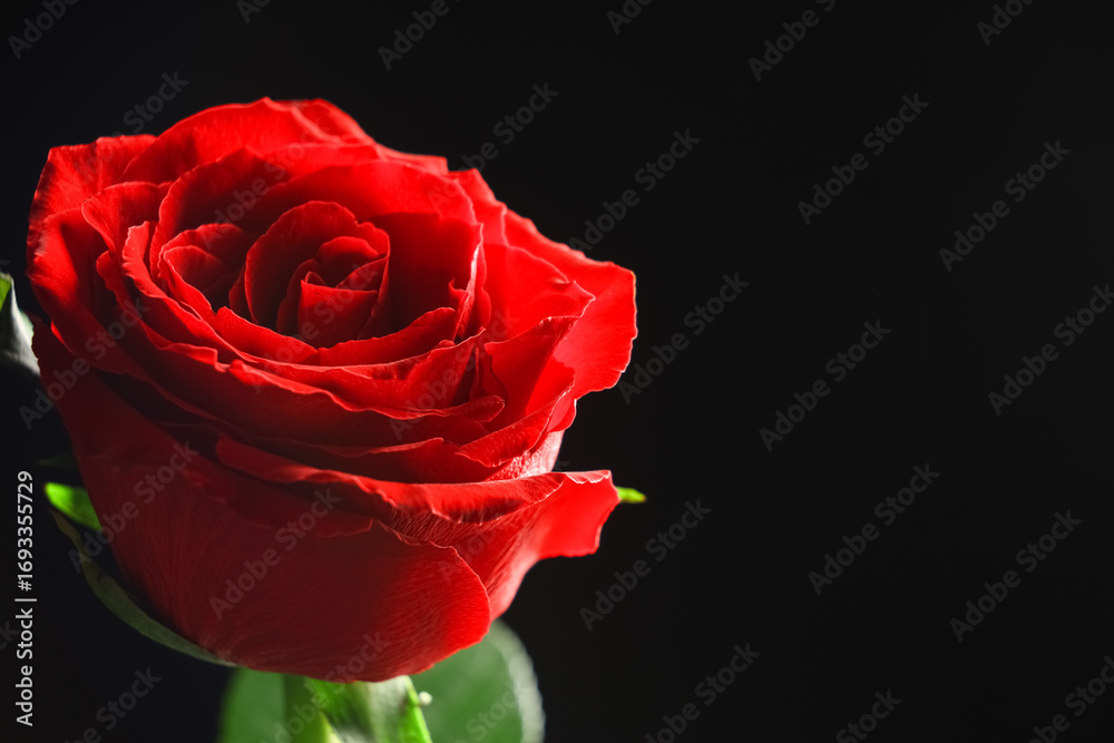 Fototapeta premium Beautiful red rose flower on black background