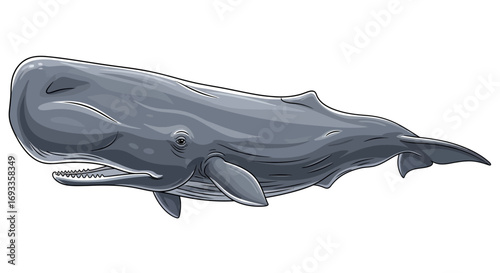 Detailed illustration of a large grey sperm whale swimming in the ocean, showcasing its distinctive head and powerful body.
