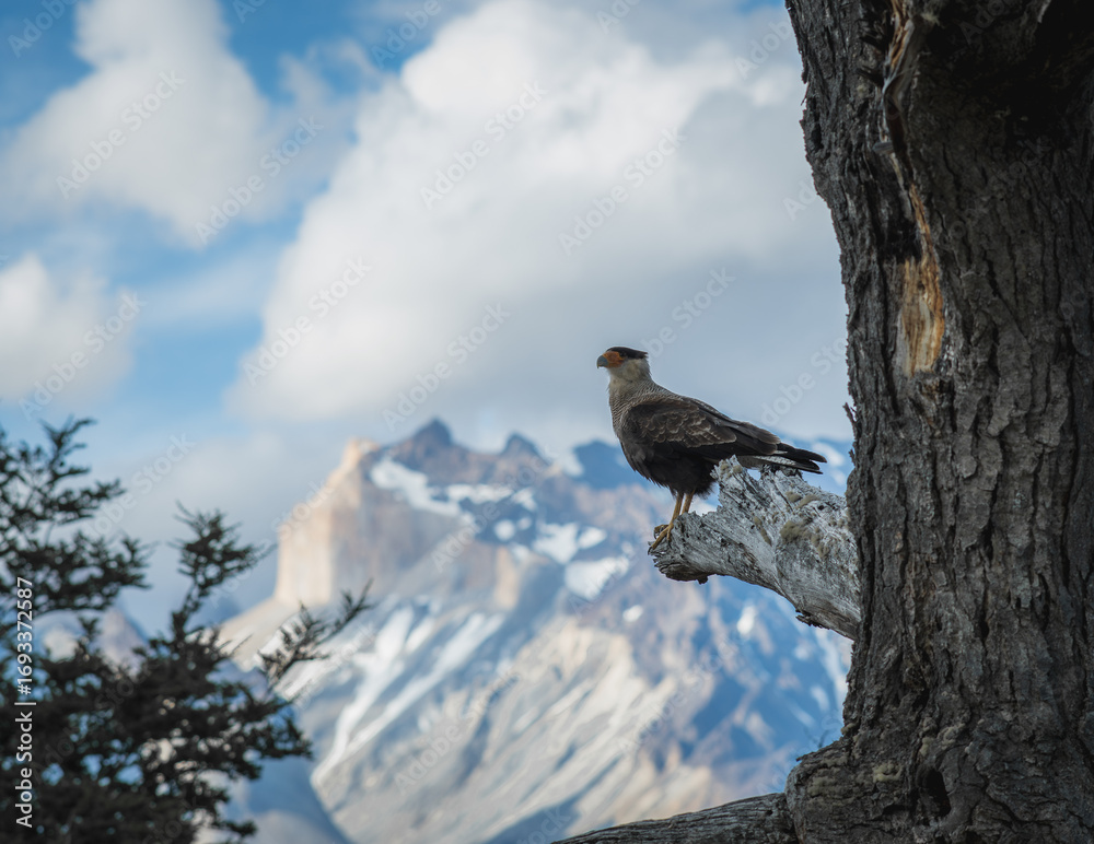 Fototapeta premium bird on a tree