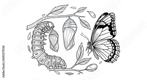 Metamorphosis drawing showing the transformation of a caterpillar into a butterfly on white