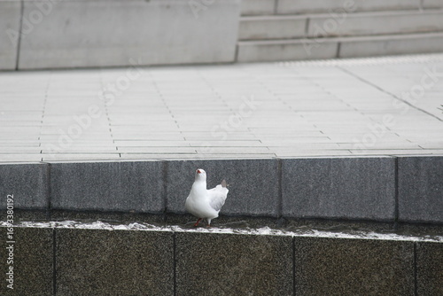 A white Australian bird enjoying a day in water fountain