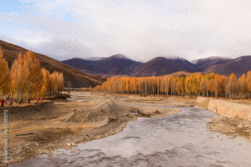 Golden poplars line a river under towering, cloudy mountains  Daocheng, Sichuan, China