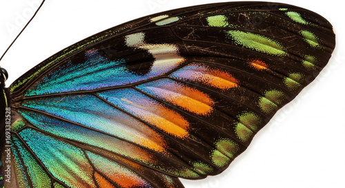 Close-up of a vibrant butterfly wing showcasing intricate patterns and a spectrum of iridescent blue, green, orange, and black colors on an isolated transparent background.