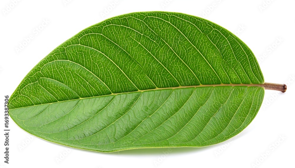 Obraz premium Guava Leaf on White Background