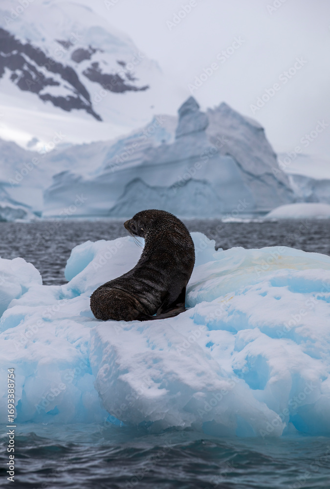 Obraz premium Young Weddell seal posing on an iceberg on Curtiss Island Antarctica 