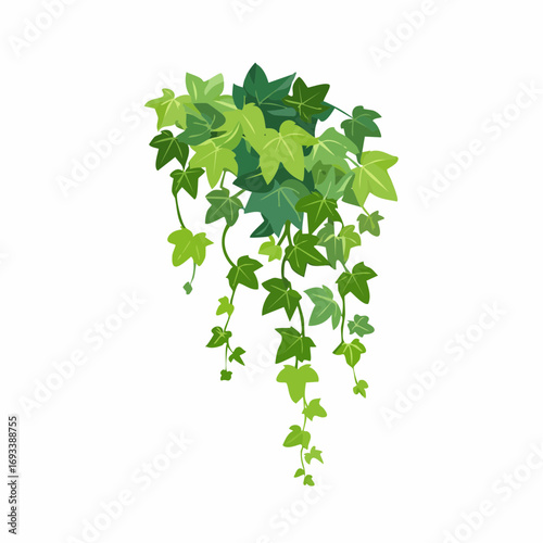Green climbing hanging ivy creeper plant isolated on white background. Hedera vine botanical design element.