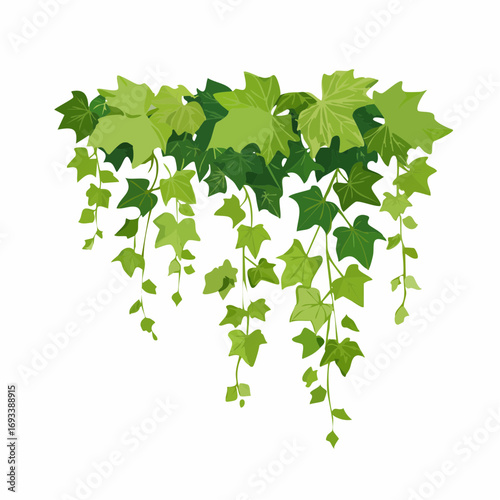 Green climbing hanging ivy creeper plant isolated on white background. Hedera vine botanical design element.