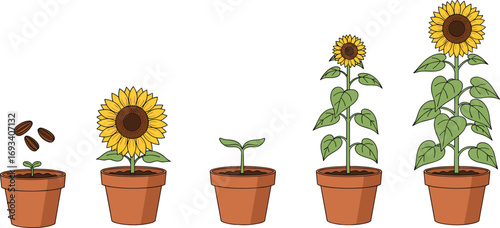 Sunflower plant life cycle in flower pots showing growth stages from seed to full bloom for education, botany, and gardening use.
