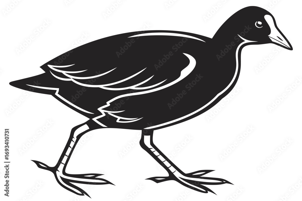 Obraz premium Coot sihouette black vector