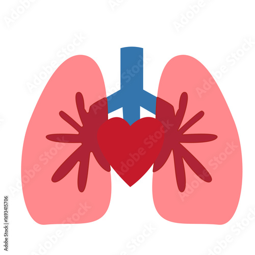 Human lungs with central heart and blue trachea. Suitable for anatomy diagrams, medical education, or cardiovascular health illustrations.