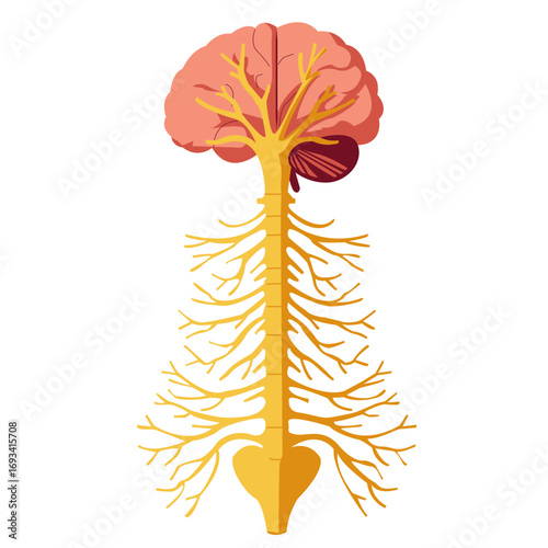 Human brain with spinal cord representing central nervous system. Perfect for anatomy diagrams, neuroscience education, or medical illustrations.