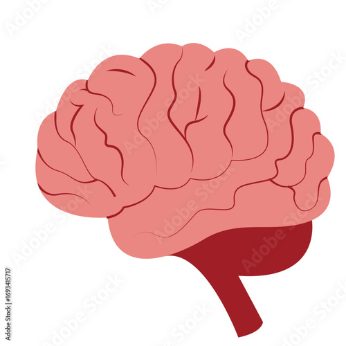 Human brain in pink with visible folds. Suitable for neuroscience graphics, anatomy education, or medical and psychology illustrations.