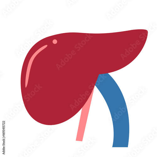 Human liver with gallbladder and bile ducts. Great for anatomy charts, medical education, or digestive system illustrations.