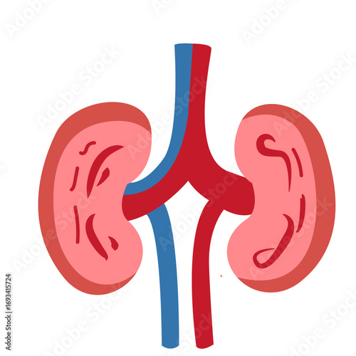 Human kidneys with renal arteries and veins in red and blue. Perfect for anatomy diagrams, medical education, or healthcare illustrations.