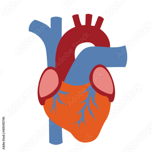 Human heart with detailed arteries and veins in red and blue. Perfect for anatomy diagrams, medical education, or cardiovascular health illustrations.