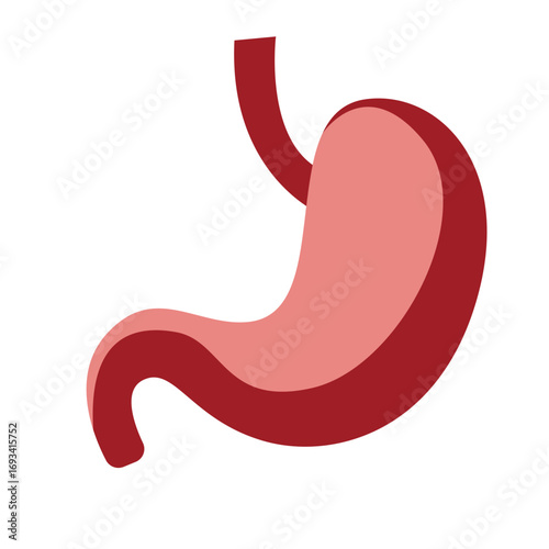 Human stomach in pink curved shape. Suitable for anatomy charts, digestive system education, or medical and healthcare illustrations.