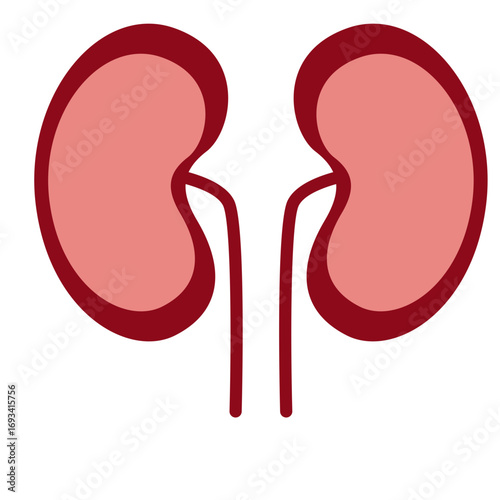 Two human kidneys with ureters and bladder. Perfect for anatomy diagrams, renal health education, or medical illustrations.