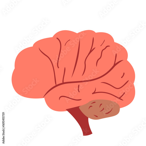 Human brain in pink with brown cerebellum. Ideal for neuroscience graphics, anatomy education, or medical and psychology illustrations.