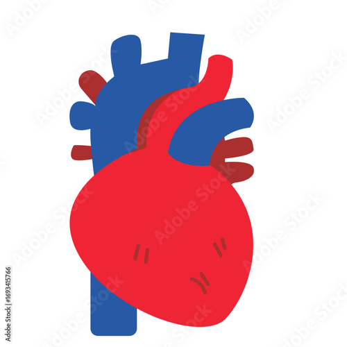 Human heart in red with blue arteries and veins. Perfect for anatomy diagrams, medical education, or cardiovascular health illustrations.